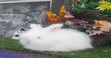 Angora rabbits - Advert 4