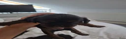 Cavalier King Charles Spaniel dogs for sale: 1 girl cavalier king Charles left  - Advert 9