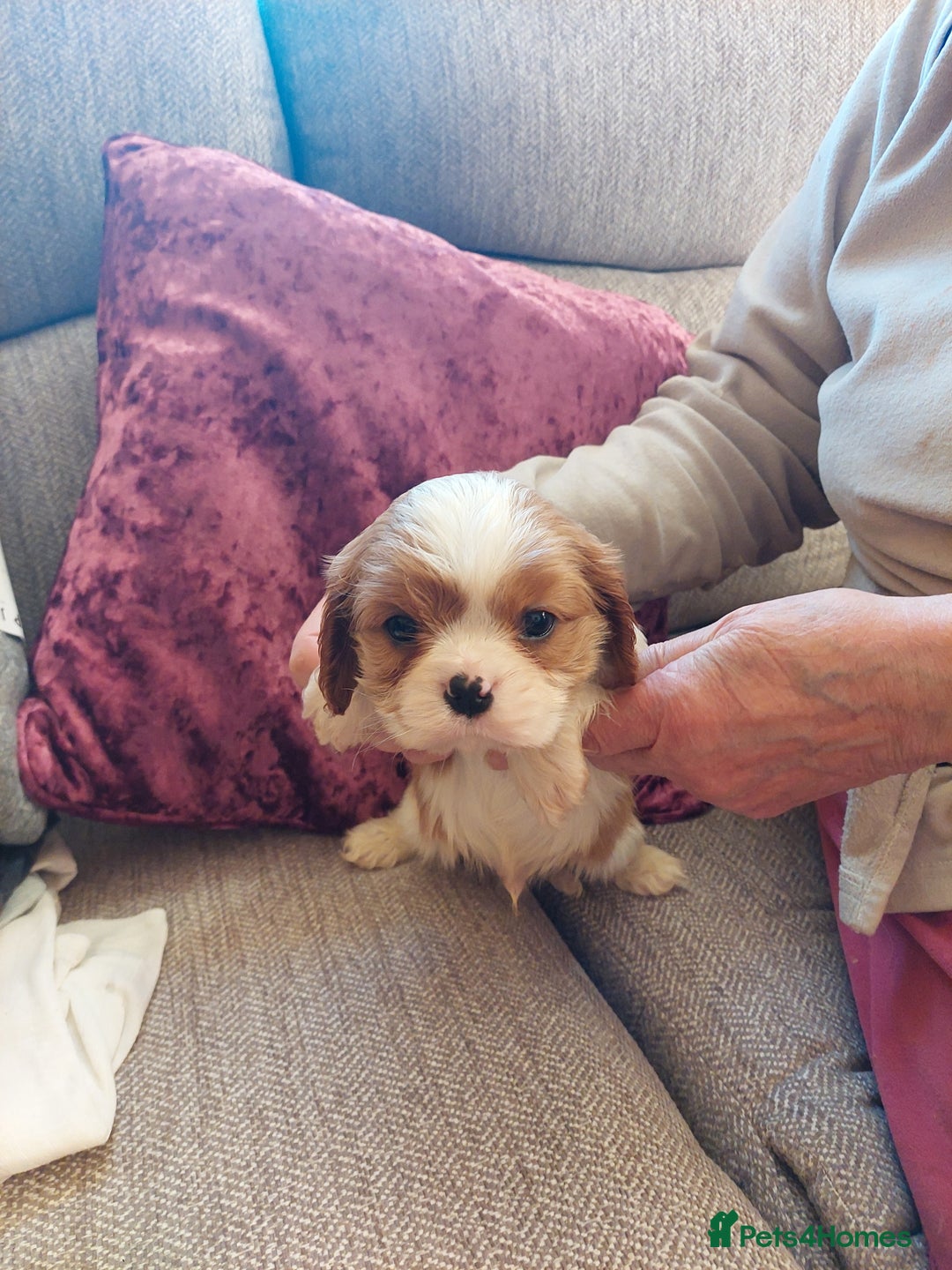 Cavalier King Charles Spaniel dogs for sale: Blenheim cavaliar puppies  - Advert 3