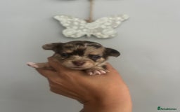 Chihuahua dogs for sale: Beautiful Merle chihuahua pups  - Image 3