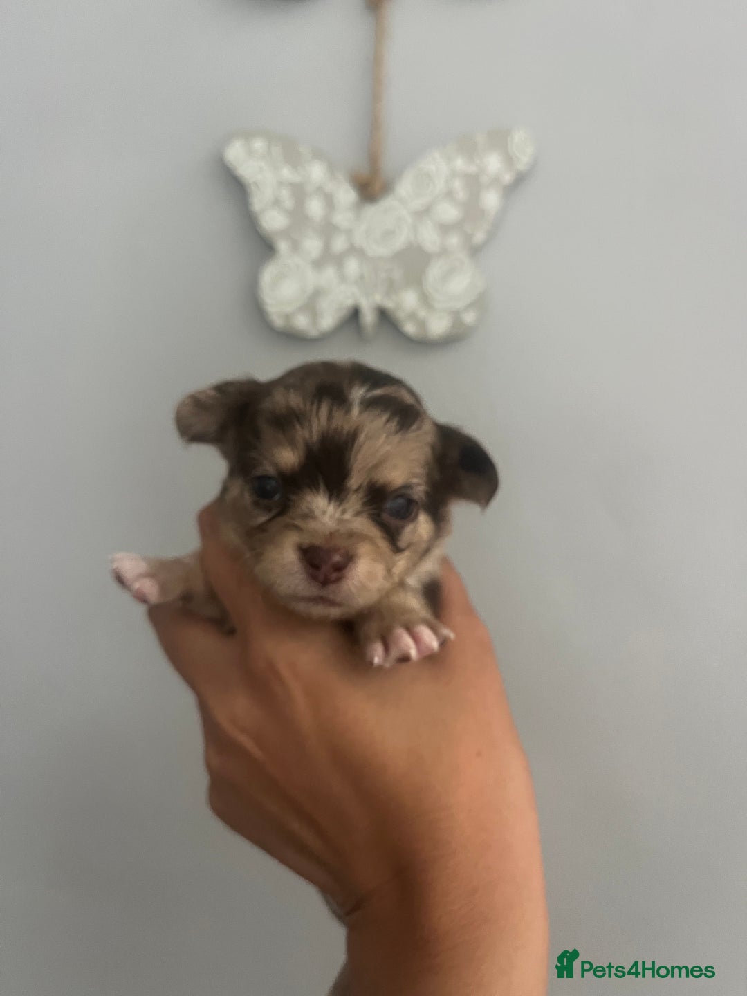 Chihuahua dogs for sale: Beautiful Merle chihuahua pups  - Image 3