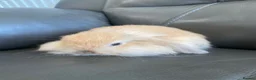 Mini Lop rabbits for sale: Mini Lops and Mini Lion Lops. Unusual colours. - Advert 5