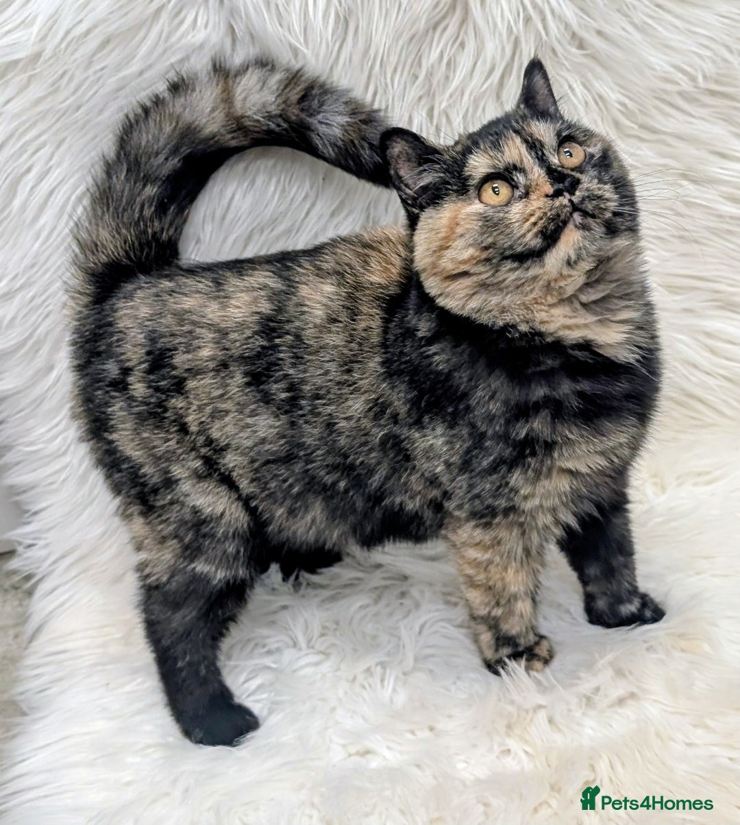 British Shorthair cats for sale: Gorgeous British shorthair  - Image 2