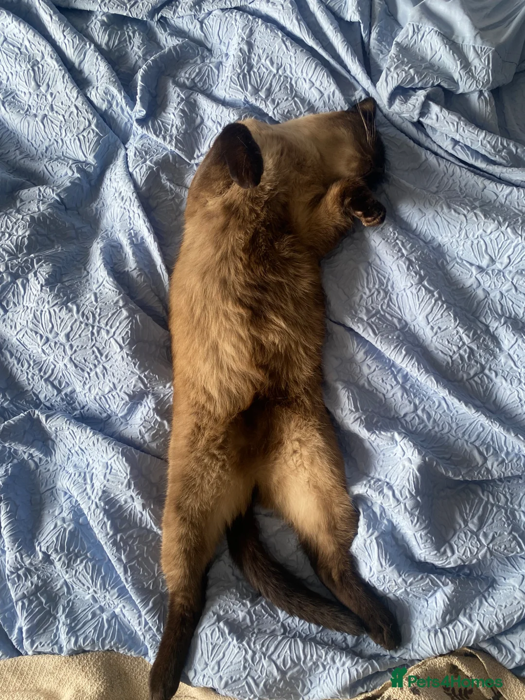 Mixed Breed cats for sale: Dusty the 6 year old cat - Advert 2