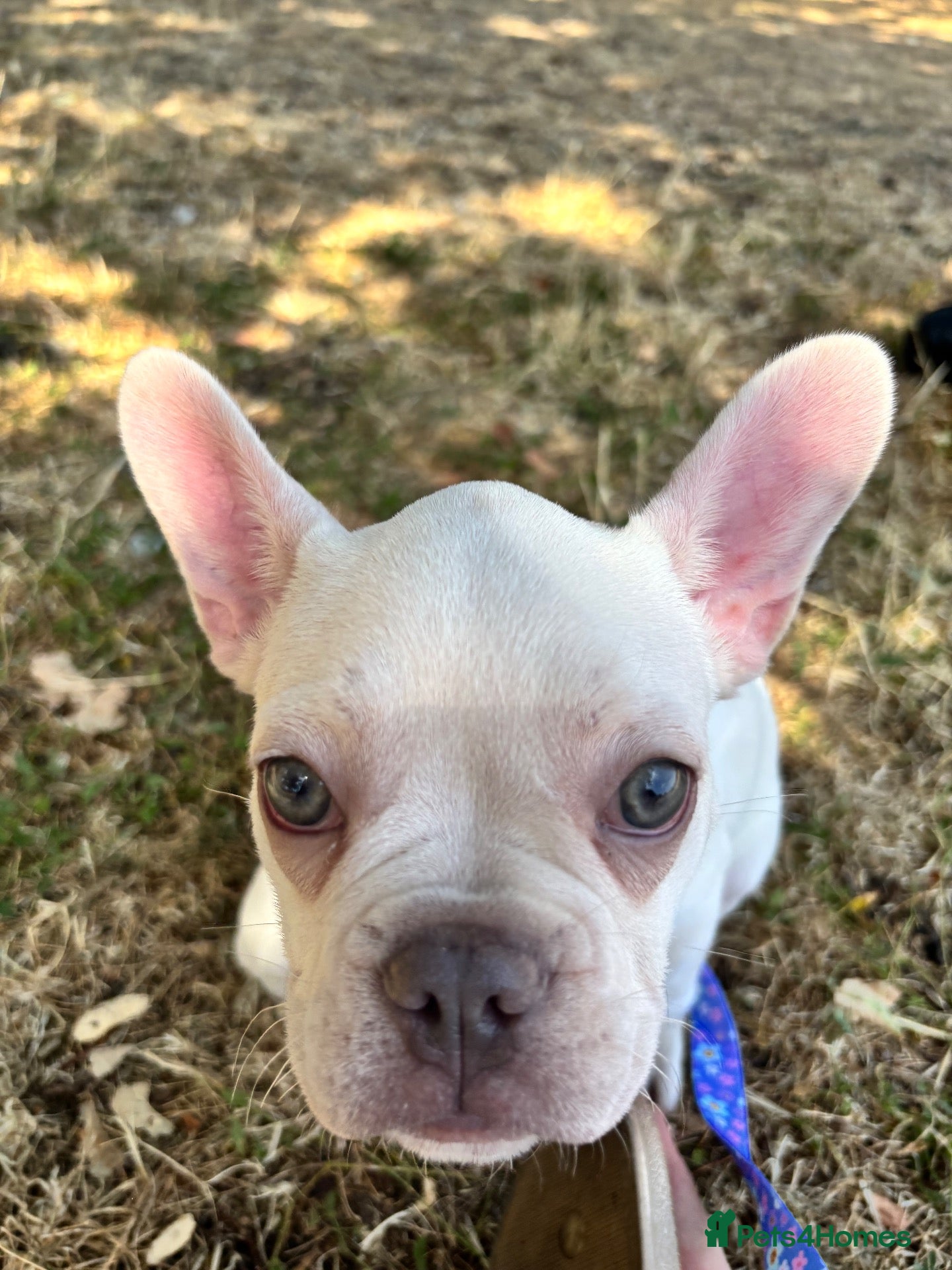 French Bulldog dogs Peach  - Advert 1