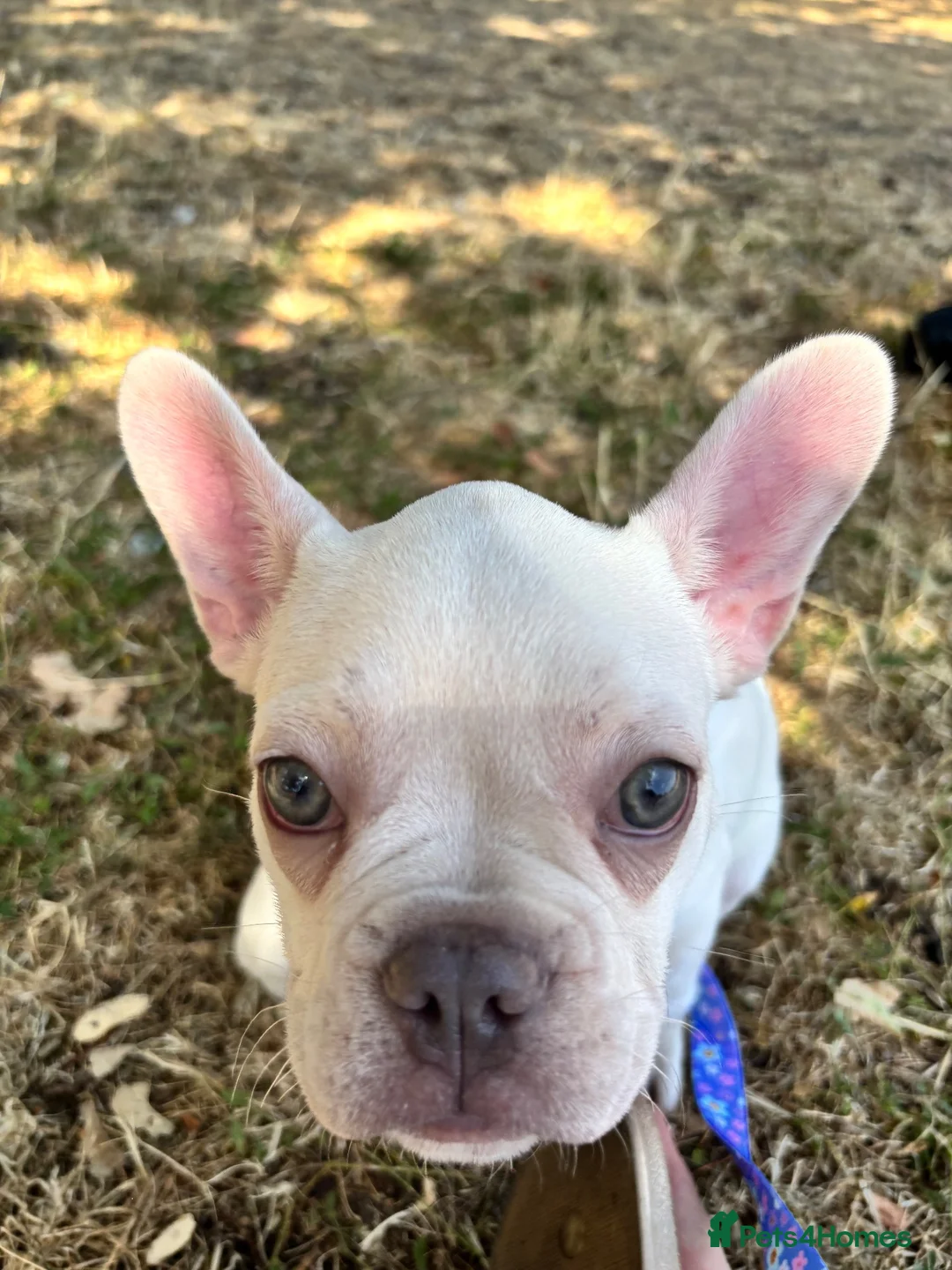French Bulldog dogs for sale: Peach  - Advert 1