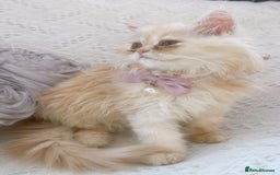 Persian cats for sale: Exotic Doll face Persian  - Image 1