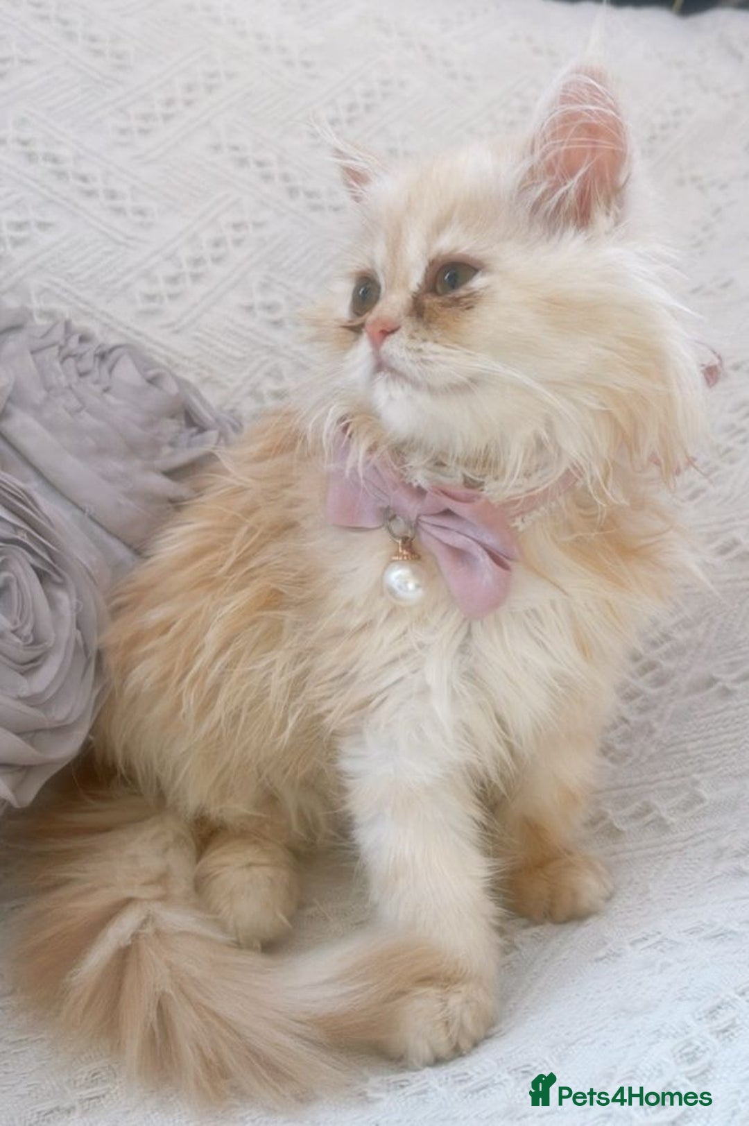 Persian cats for sale: Exotic Doll face Persian  - Image 1