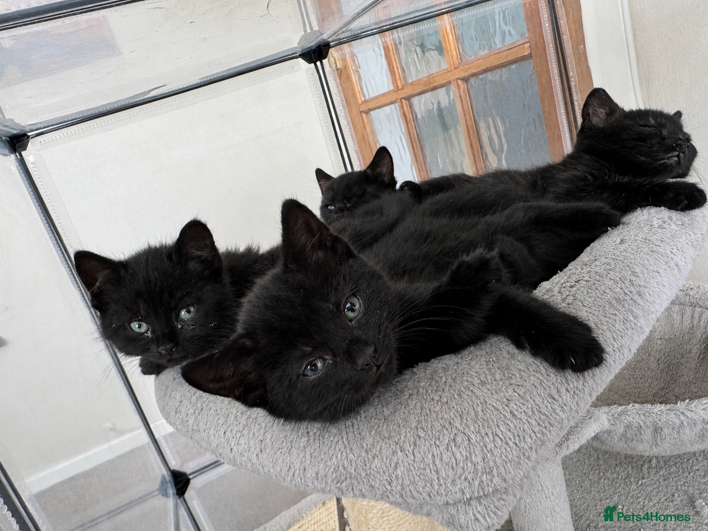 British Shorthair cats British Shorthair kittens - Advert 17