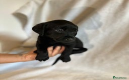 Labrador Retriever dogs for sale: Black Labradors for sale⭐️⭐️⭐️ - Image 4