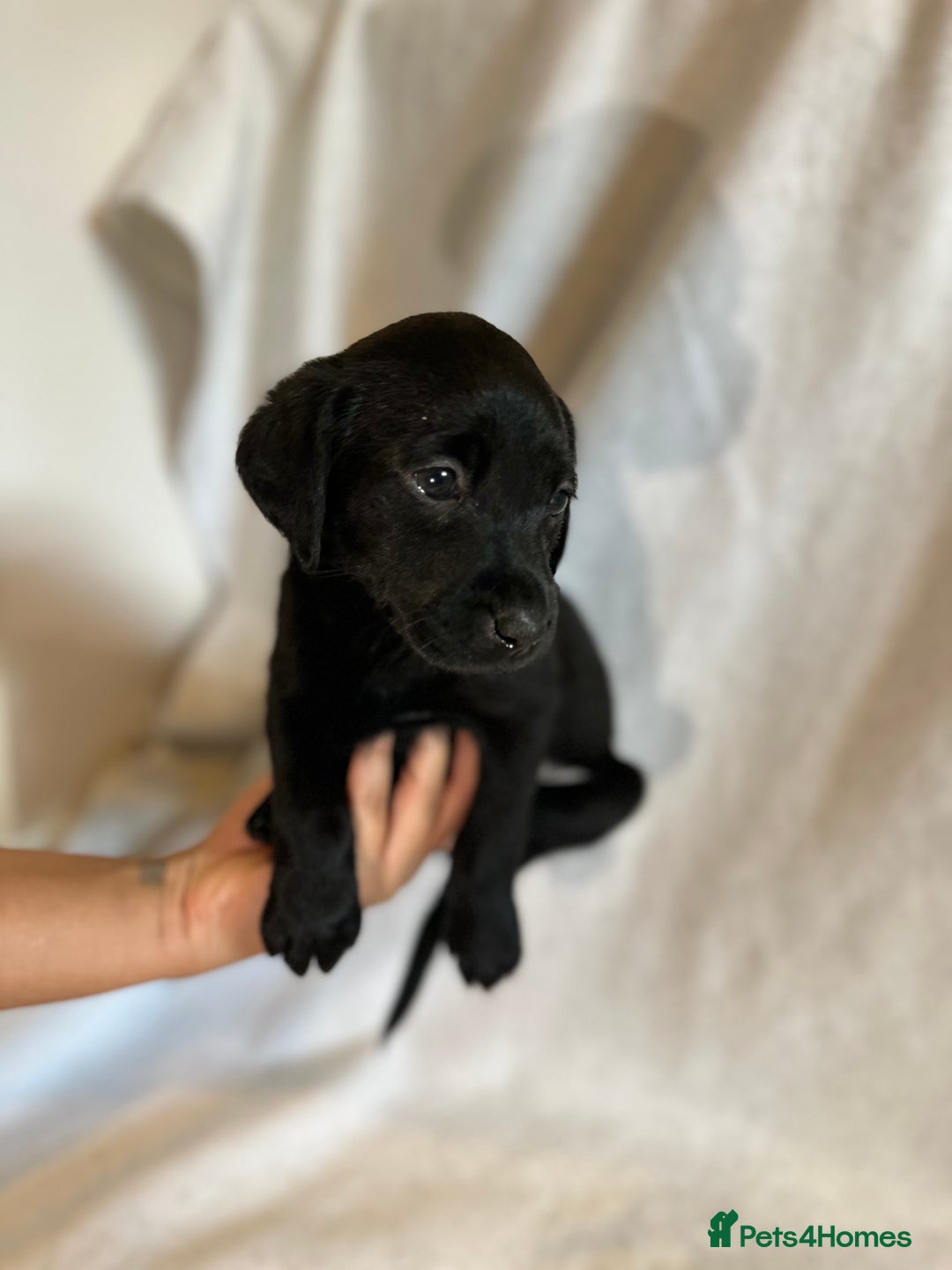 Labrador Retriever dogs for sale: Black Labradors for sale⭐️⭐️⭐️ - Image 4