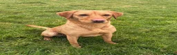 Labrador Retriever dogs for sale: 3.5 year old Labrador bitch  - Advert 2