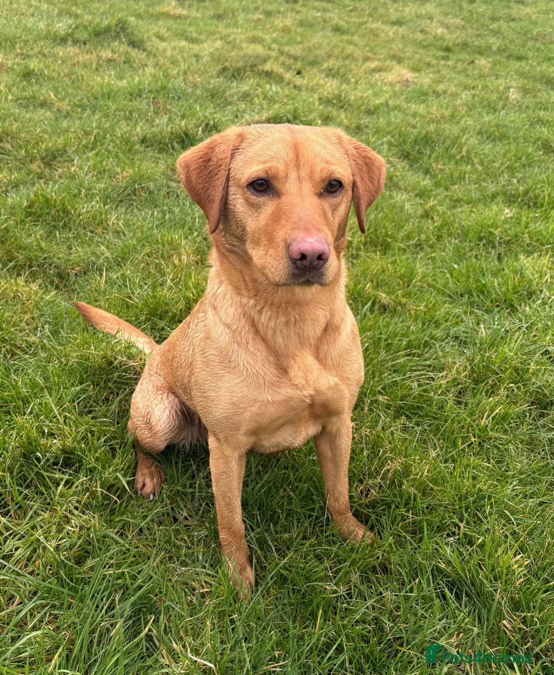 Labrador Retriever dogs for sale: 3.5 year old Labrador bitch  - Advert 2