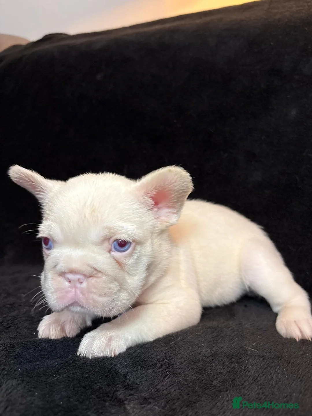 French Bulldog dogs for sale: French Bulldogs - Advert 9