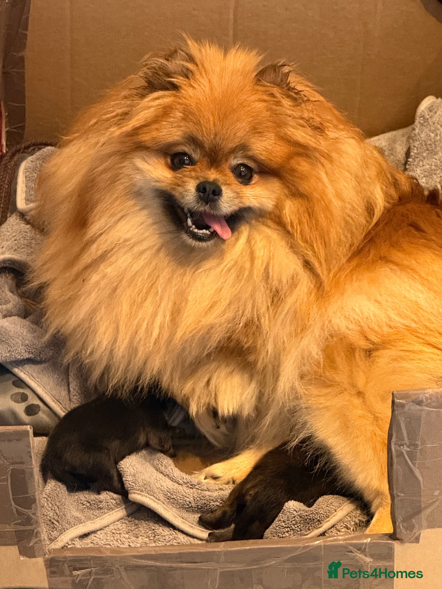 Pomeranian dogs KC reg True teddybear Pom puppies RARE colours! - Advert 2