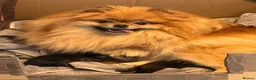 Pomeranian dogs for sale: KC reg True teddybear Pom puppies RARE colours! in Weymouth - Advert 1