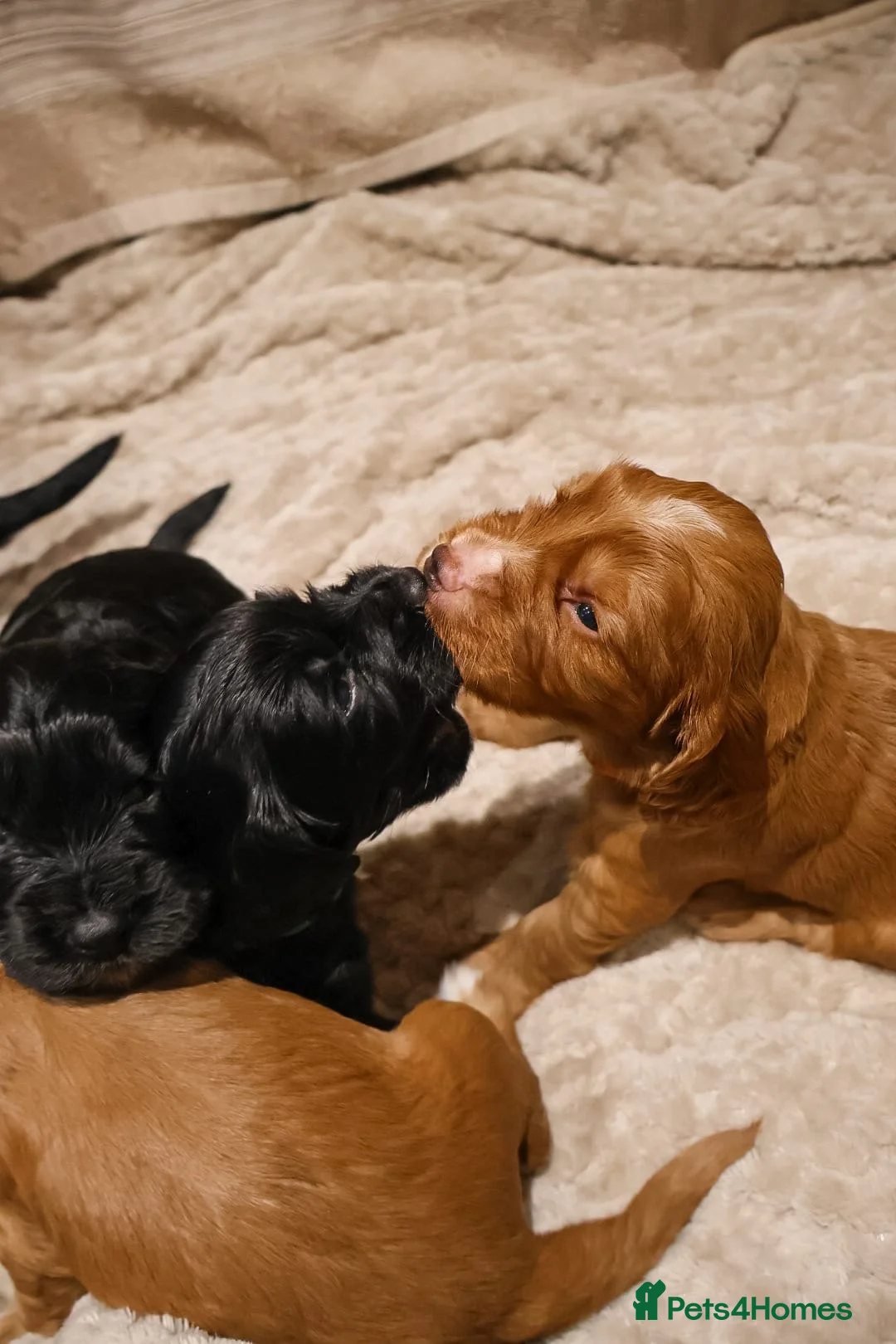 Cocker Spaniel dogs for sale: Cocker Spaniel Puppies - Advert 6