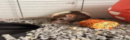 Rat rodents for sale: 3 female rats in Manchester - Advert 3