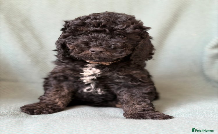 Cockapoo dogs - Advert 16