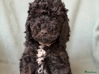 Cockapoo dogs - Advert 26