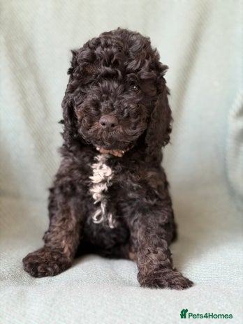 Cockapoo dogs - Advert 16