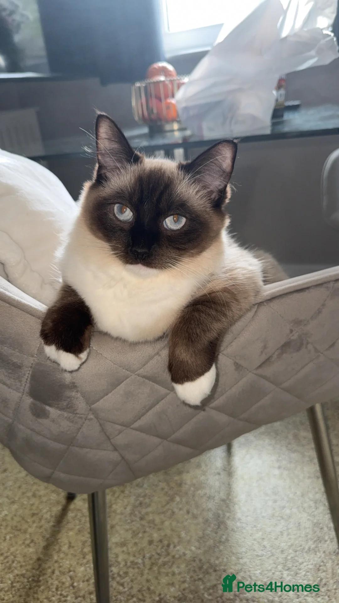 Ragdoll cats for sale: 2 Ragdoll Cats - Advert 3
