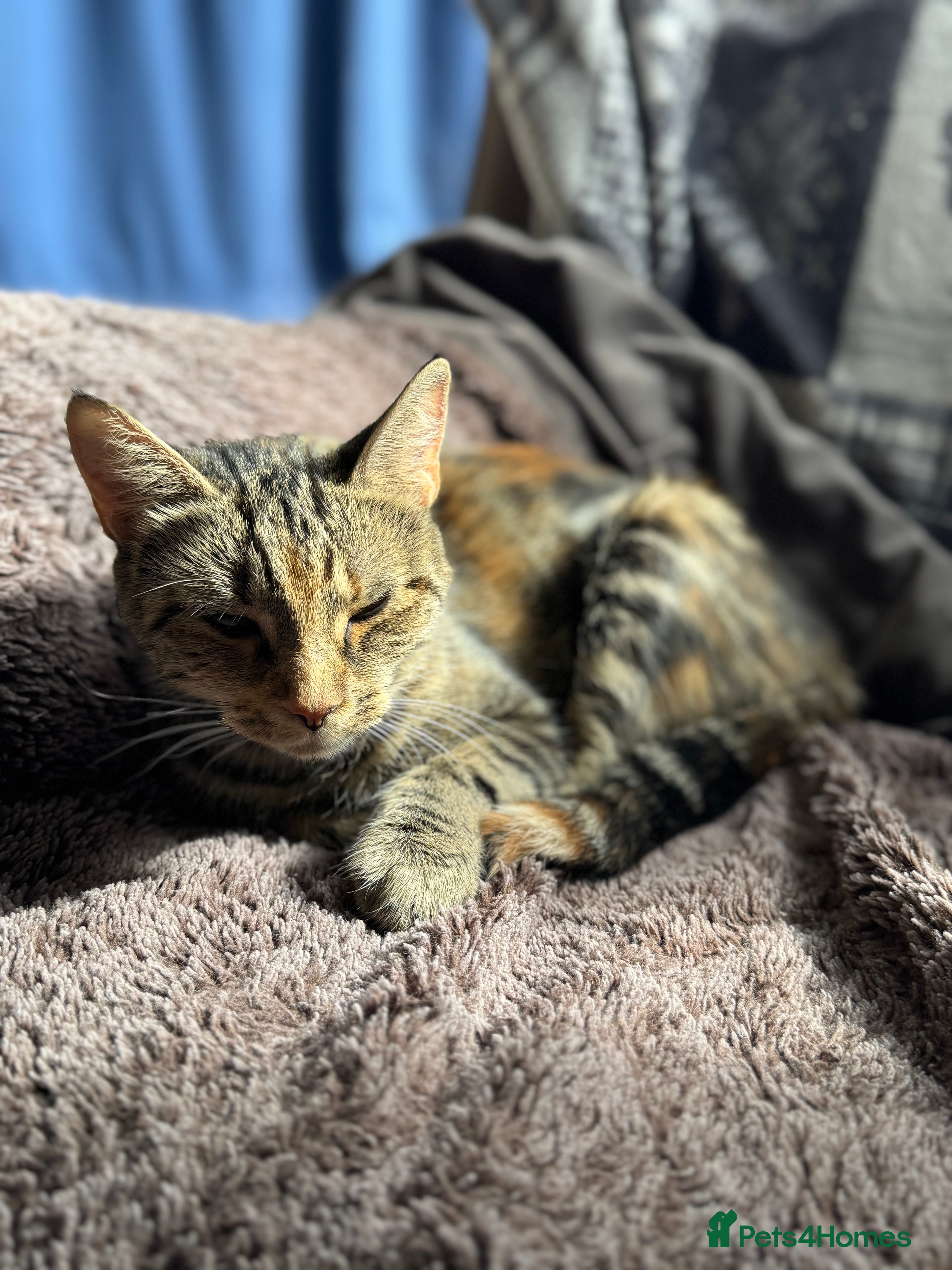 British Shorthair cats Two gorgeous ginger boys to go together  - Advert 10