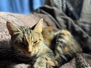 British Shorthair cats Two gorgeous ginger boys to go together - Advert 1