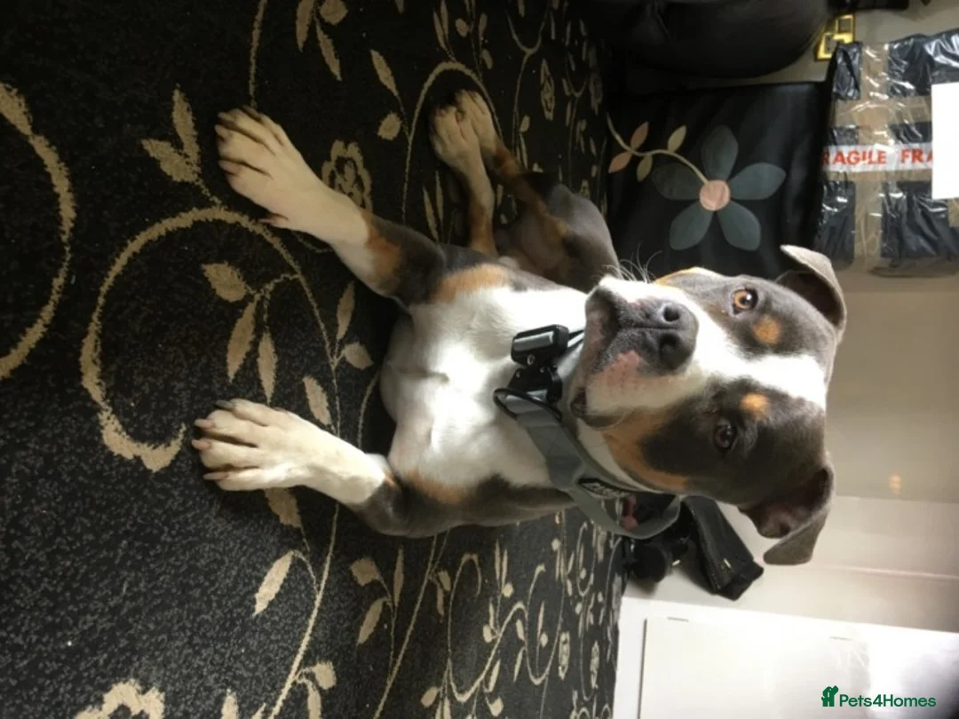 Staffordshire Bull Terrier dogs for stud: Tri Blue, PROVEN an the most beautiful temperament in Loughborough - Advert 9