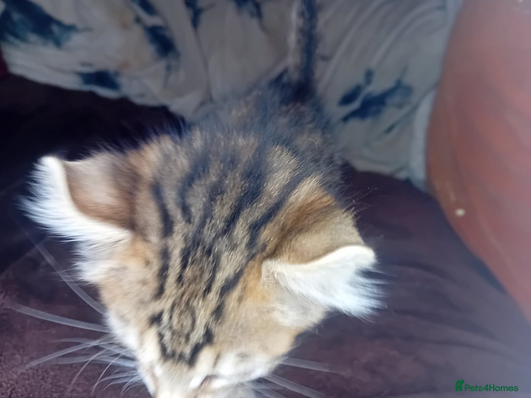 Bengal cats for sale: BengalX Ragdoll, American curl kittens - Advert 7