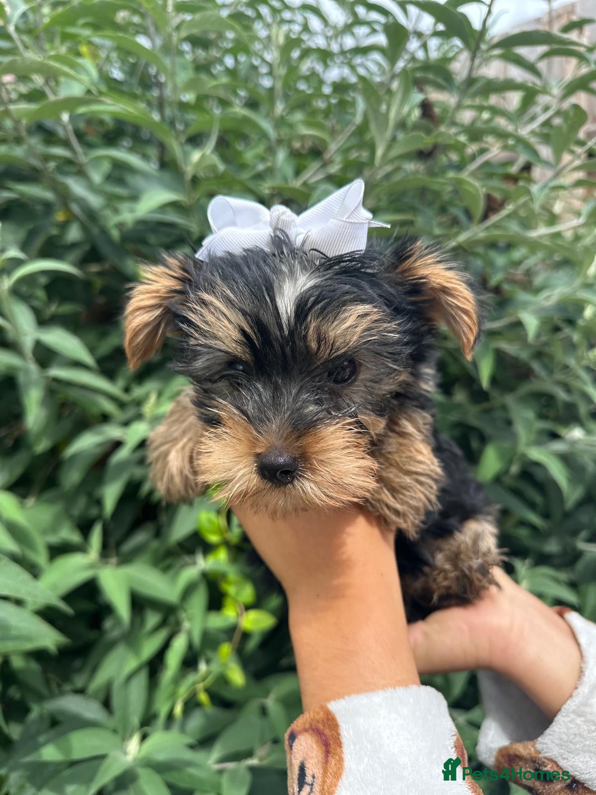 Yorkshire Terrier dogs for sale: Beautiful Yorkshire terrier puppy’s ready now - Advert 13