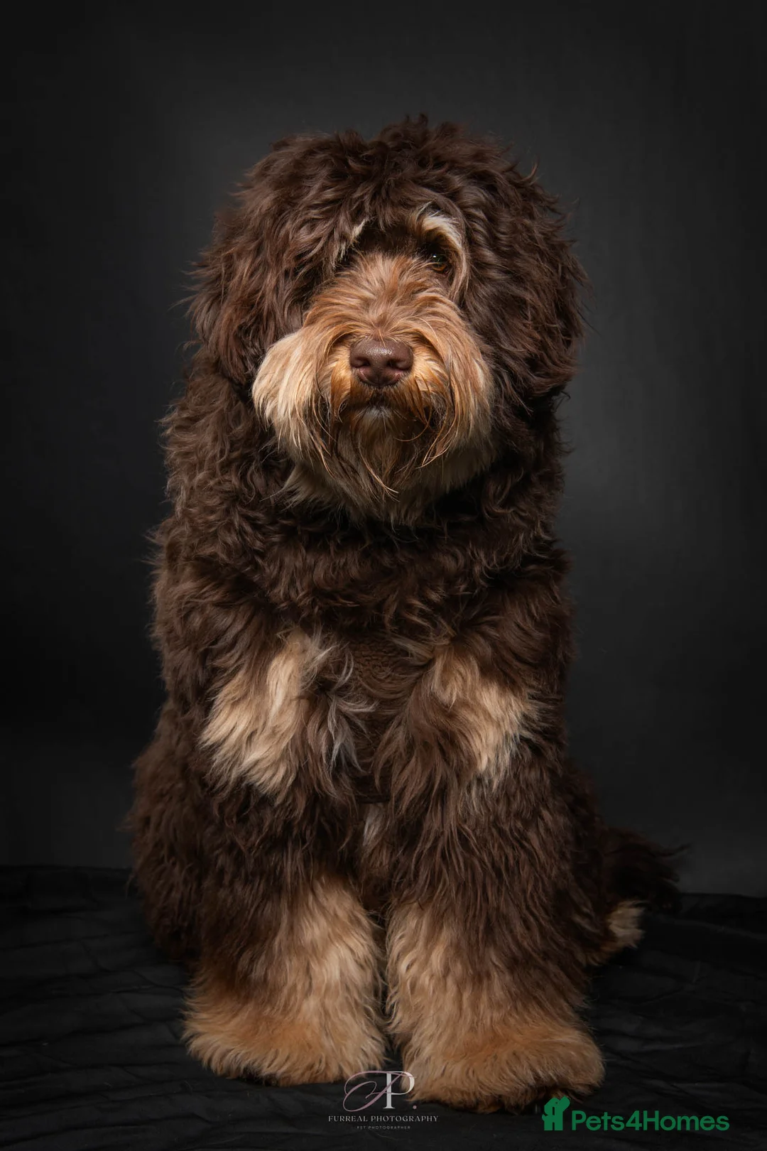 Labradoodle dogs for stud: 🐾 Exceptional Tri-Phantom Labradoodle Stud in Coalville - Advert 2