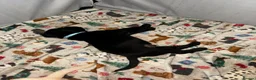 Labrador Retriever dogs for sale: KC registered Labrador puppies in Pontypool - Advert 4