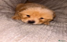 Chow Chow dogs for sale: Merle Chow Chow Pups 🐻 - Image 7
