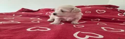 Maltipoo dogs for sale: Puppy maltipoo  in Doncaster - Advert 3