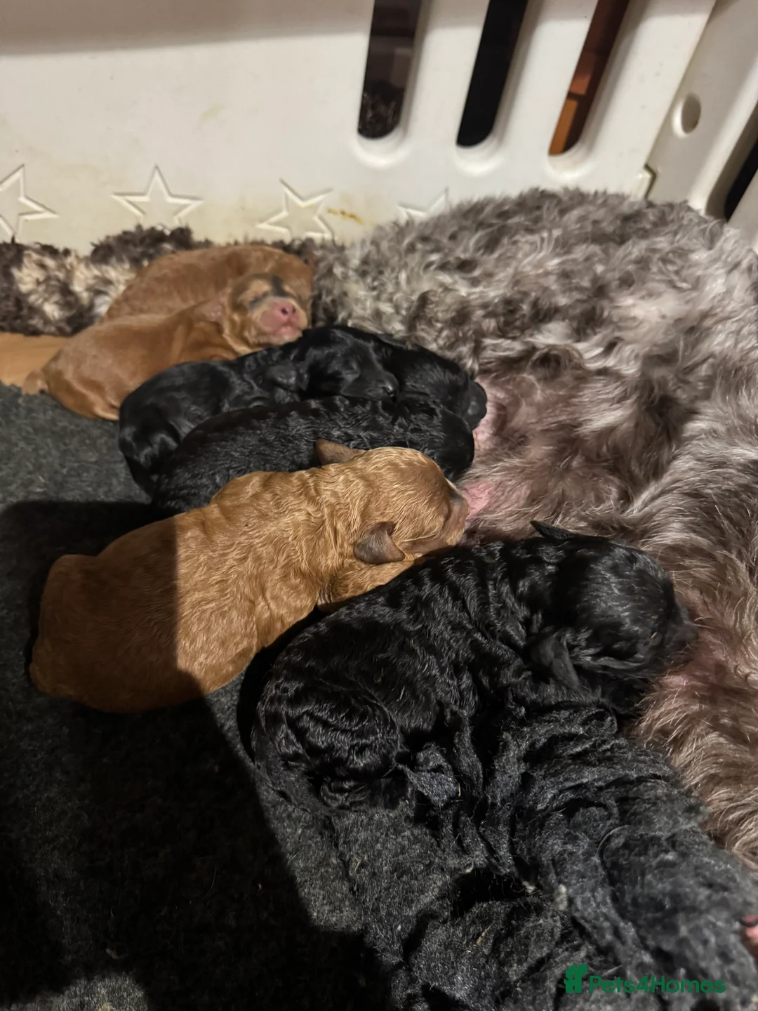 Cockapoo dogs for sale: Show Cockapoo F1b black boy left 5* breeder - Advert 10