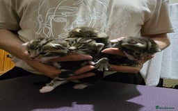 Bengal cats for sale: 4 Beautiful Bengal Kittens For Sale - Image 7