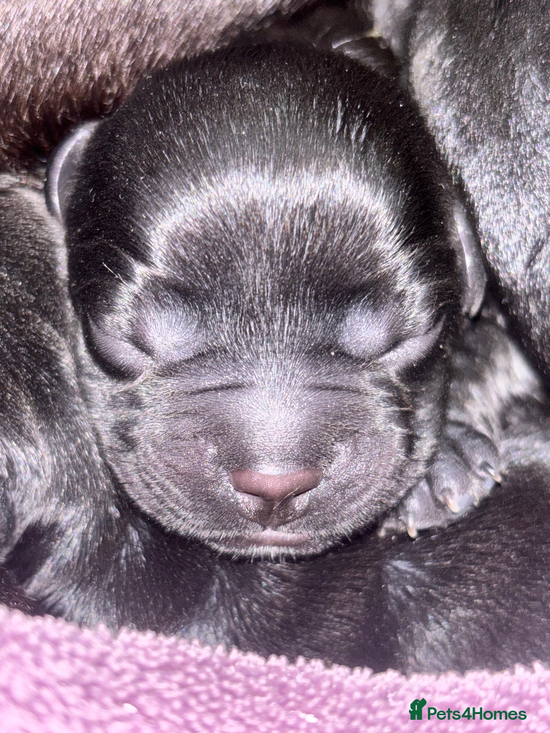 Mixed Breed dogs for sale: Spring bull puppies  - Advert 16