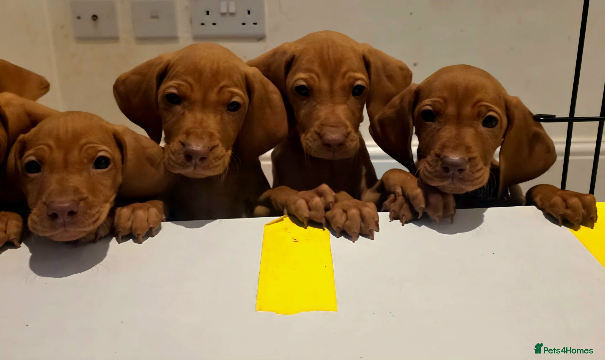 Hungarian Vizsla dogs Hungarian Vizsla Puppies Looking forForever Homes! - Advert 1