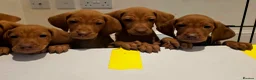 Hungarian Vizsla dogs for sale: Hungarian Vizsla Puppies Looking forForever Homes! - Advert 5