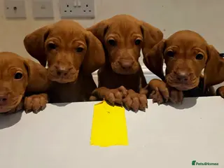 Hungarian Vizsla dogs Hungarian Vizsla Puppies Looking forForever Homes! - Advert 1