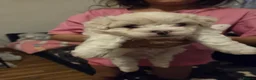 Bichon Frise dogs for sale: 4 lovely bichon frise puppies  - Advert 10