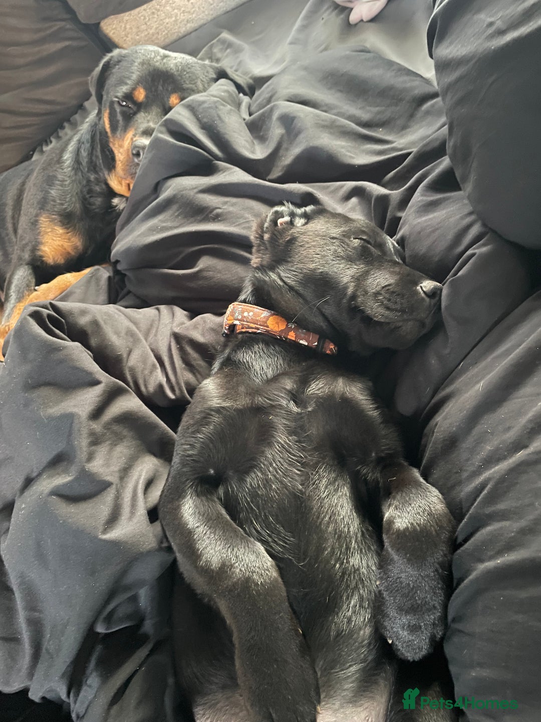 Mixed Breed dogs for sale: 2 beautiful nearly 6 month girls  - Advert 24