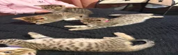 Bengal cats for sale: Bengal x tabby kittens  - Advert 18