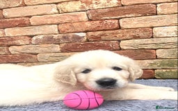 Golden Retriever dogs for sale: Exceptional KC Goldens- MULTI Champions Bloodline - Image 9
