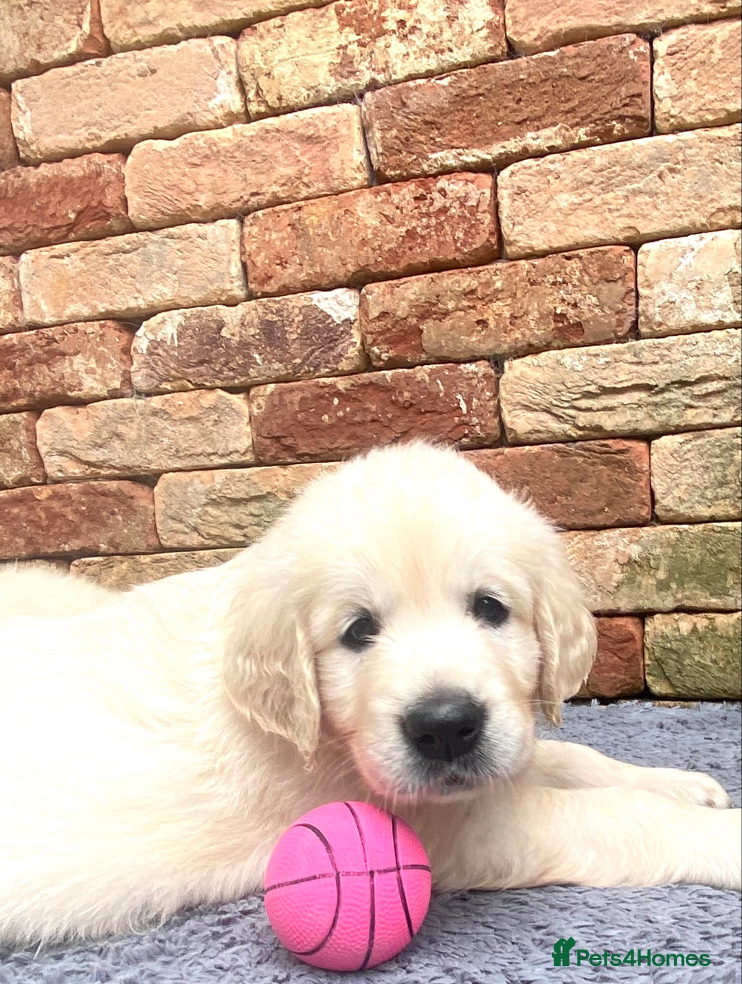 Golden Retriever dogs for sale: Exceptional KC Goldens- MULTI Champions Bloodline - Image 9