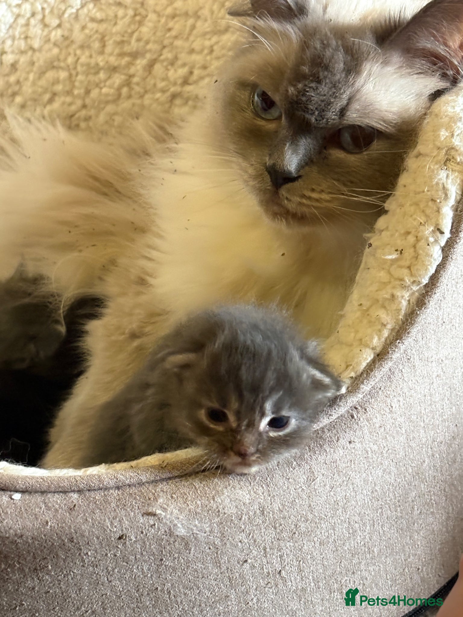 Ragcoon Kitten 3