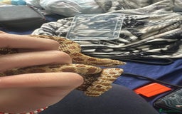 Snake reptiles for sale: Hognose snake and set up  - Image 2