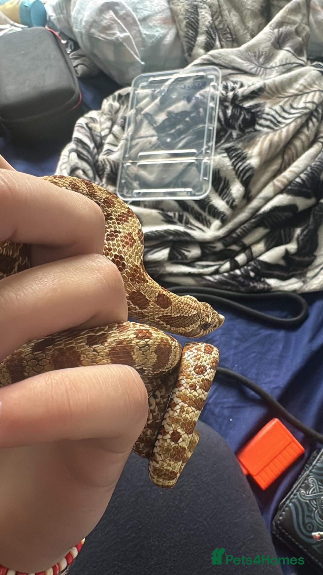 Snake reptiles for sale: Hognose snake and set up  - Image 2