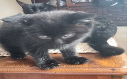 Mixed Breed cats for sale: Phoenix, Cloudy and Rose  - Image 7